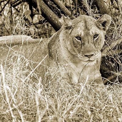 flickr, lion sitting (1 of 1)-edit-editw