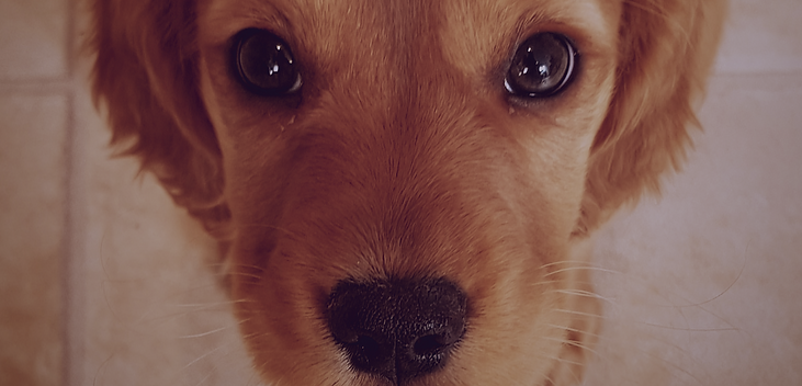 Build a puppypack | Nellie & belle