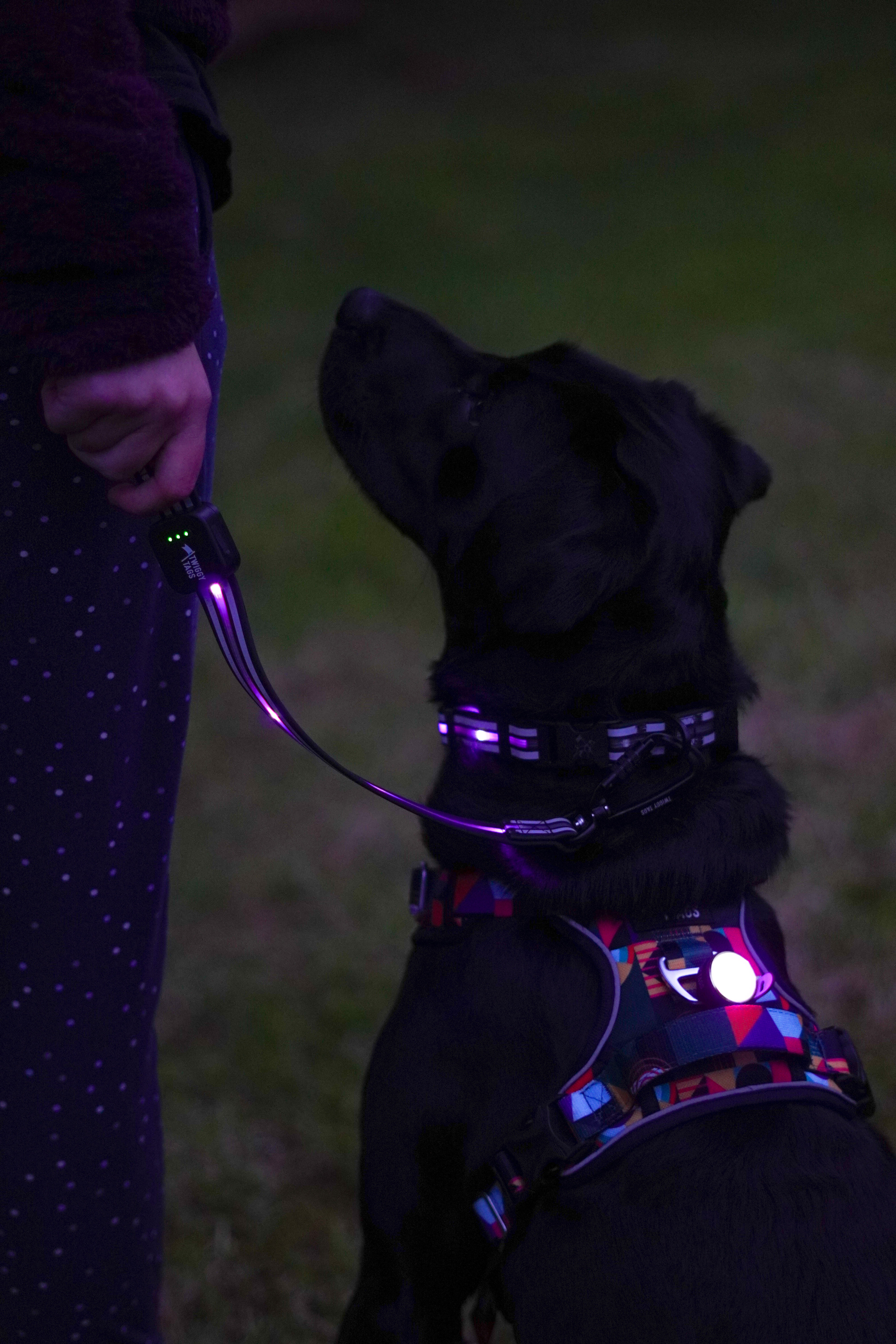 Twiggy Tags Rechargeable Light Up Lead Extension