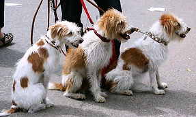 dogs-91689_640.jpg