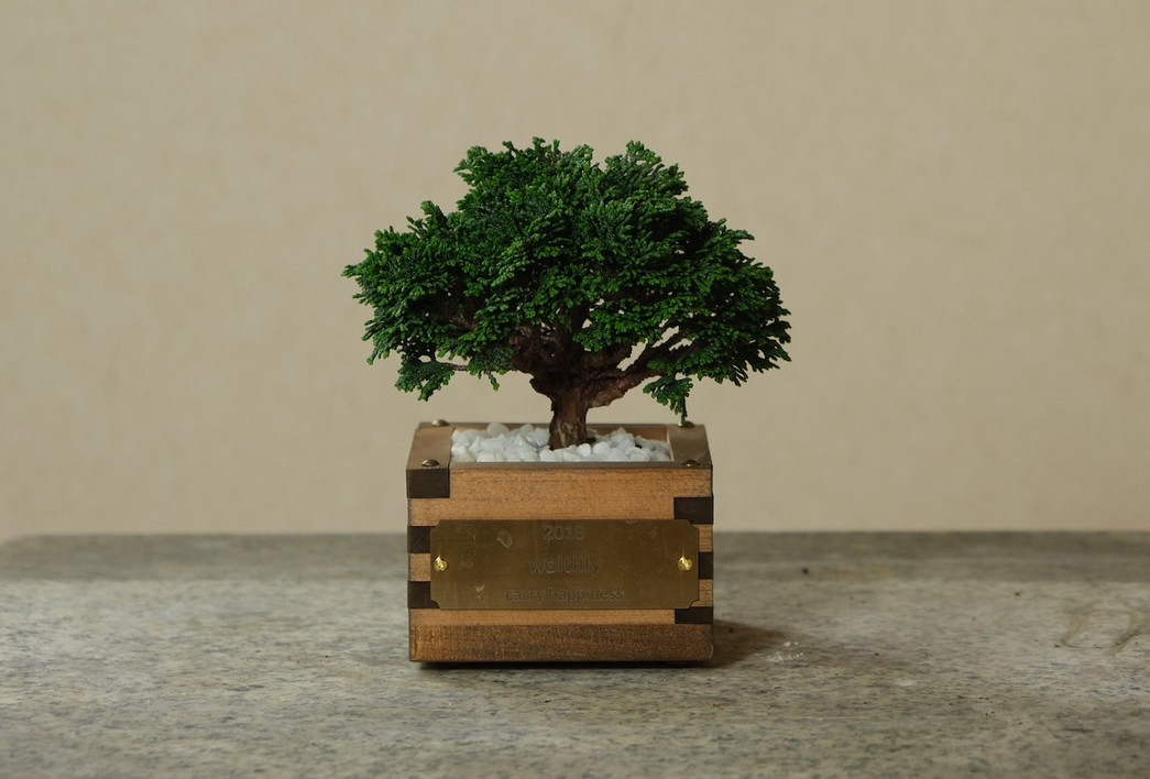 一合升 連山 檜 BONSAI 小品