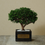 サムネイル： 二合升　連山　檜　BONSAI　小品