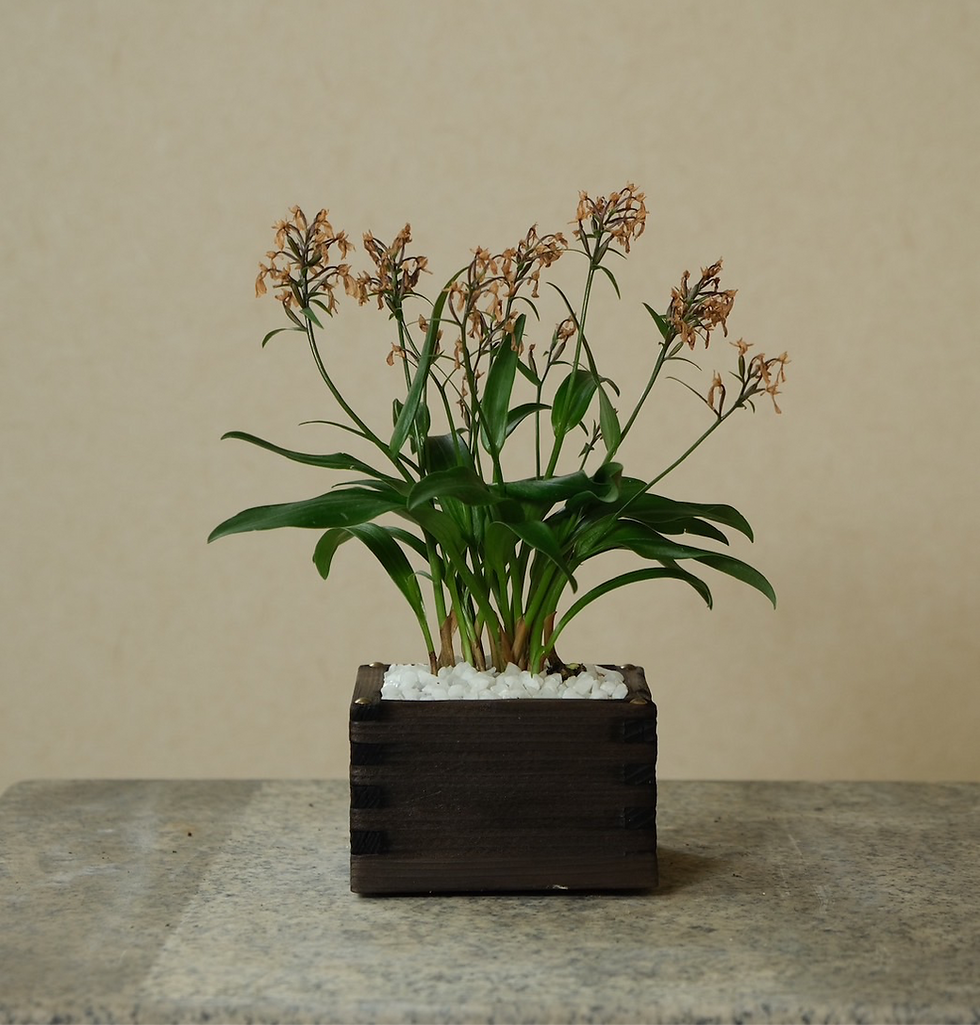 サムネイル： 二合升　紫宝　エノモトチドリ　BONSAI