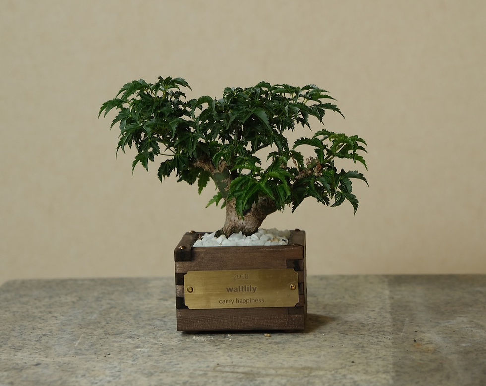 一合升　獅子頭　BONSAI