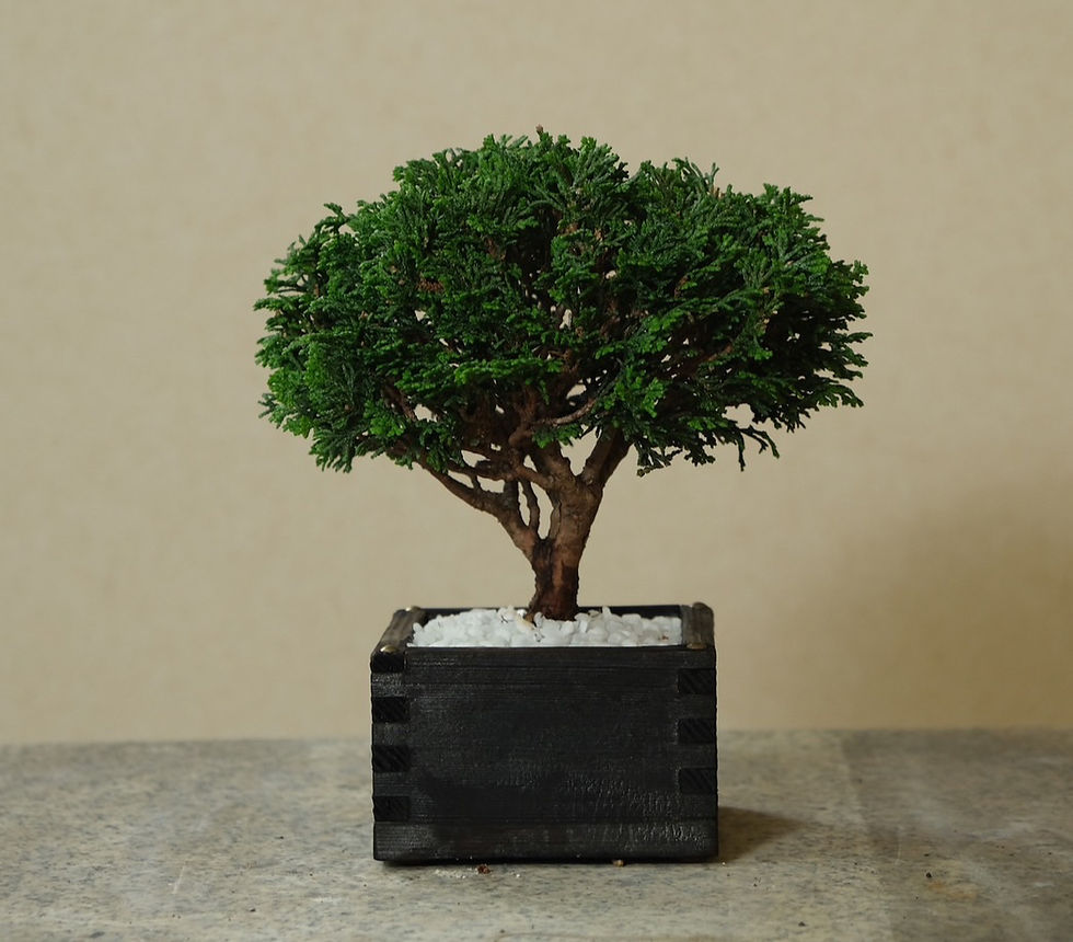 サムネイル： 二合升　連山　檜　BONSAI　小品