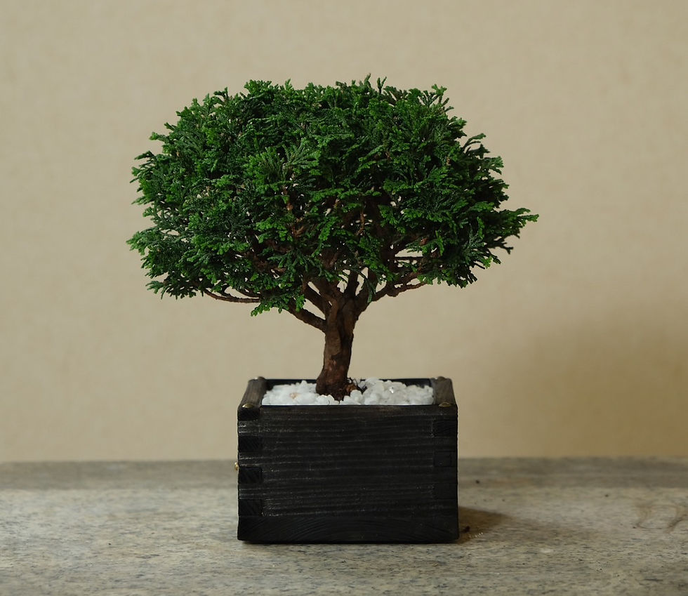 サムネイル： 二合升　連山　檜　BONSAI　小品