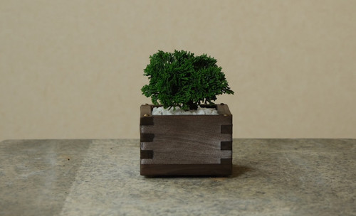 一合升 連山 檜 BONSAI 特小品 | waltlily