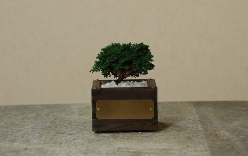 一合升 連山 檜 BONSAI 特小品 | waltlily