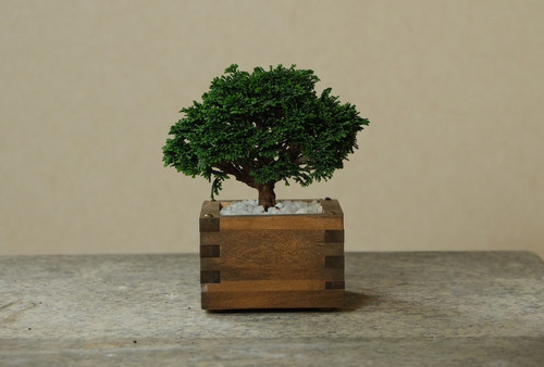 一合升 連山 檜 BONSAI 小品 | waltlily