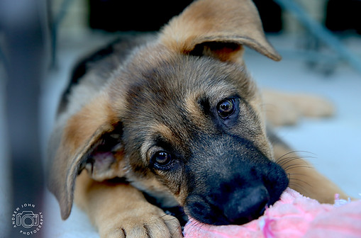 AJP Precious Moments 1.jpg