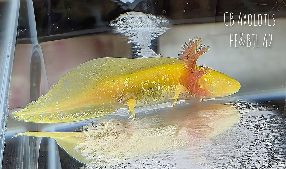 Thumbnail: Golden Albino Juvenile 4-5" (Starburst Potential) (HE&BJL A2)
