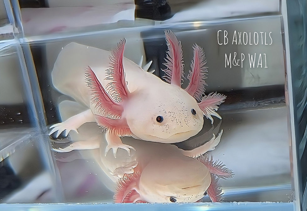 Thumbnail: F&L White (Leucistic) Axanthic juvenile 5" (WA1)
