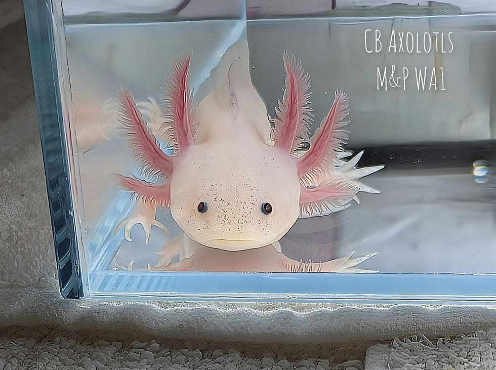 Thumbnail: F&L White (Leucistic) Axanthic juvenile 5" (WA1)