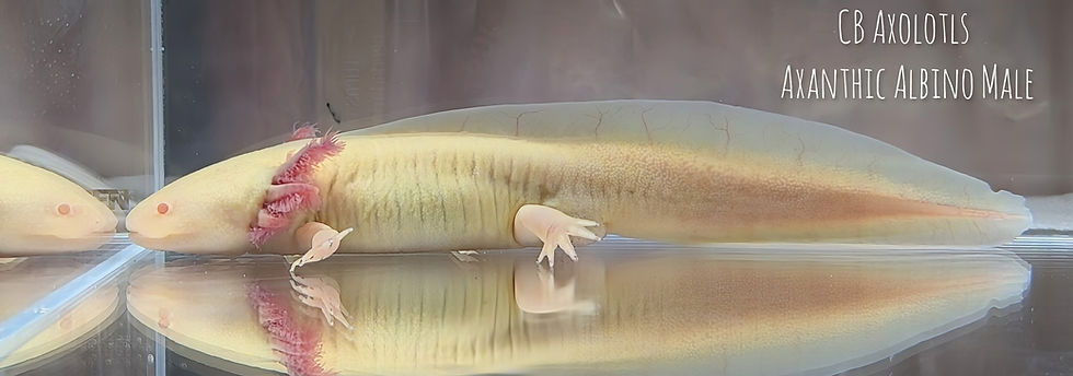 Thumbnail: Potential All-Het Axanthic Albino Male