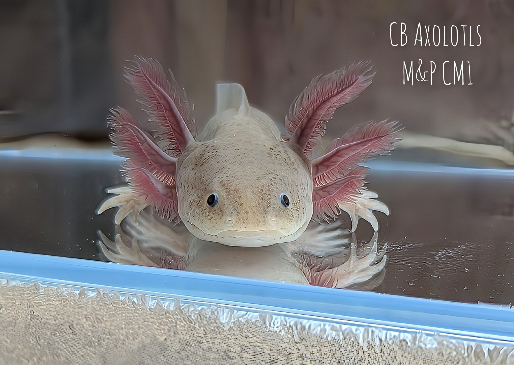 M&P Copper Melanoid Juvenile (5-6")