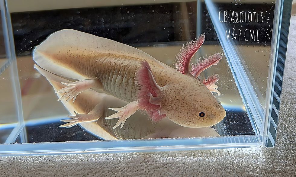 Thumbnail: M&P Copper Melanoid Juvenile (5-6")
