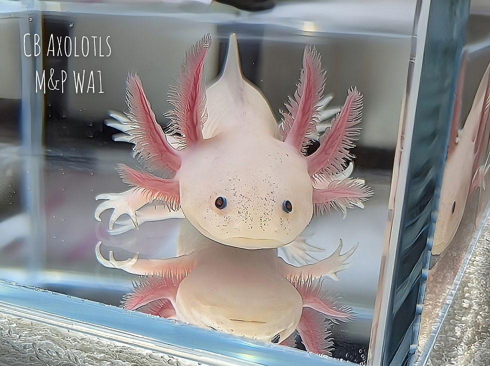 Thumbnail: F&L White (Leucistic) Axanthic juvenile 5" (WA1)