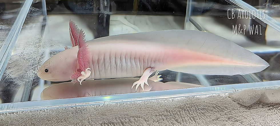 Thumbnail: F&L White (Leucistic) Axanthic juvenile 5" (WA1)