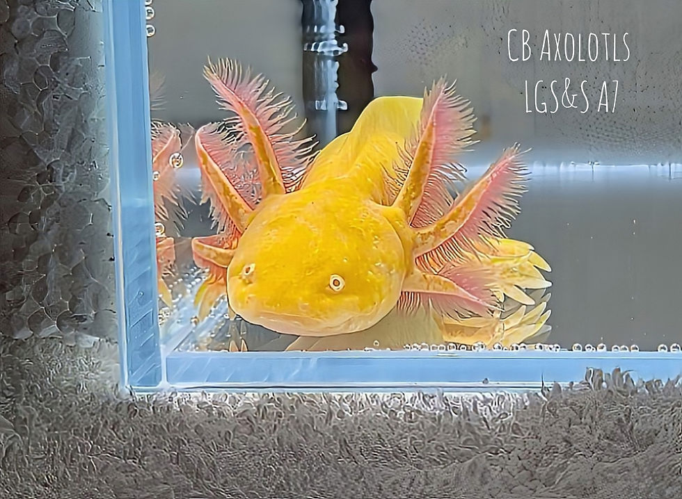 Thumbnail: Golden Albino Juvenile (Starburst Potential) (LGS&S A7)