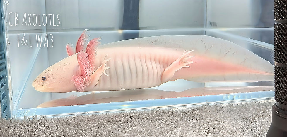 Thumbnail: Juvenile Axanthic Leucistic 6-7" (F&L WA3)