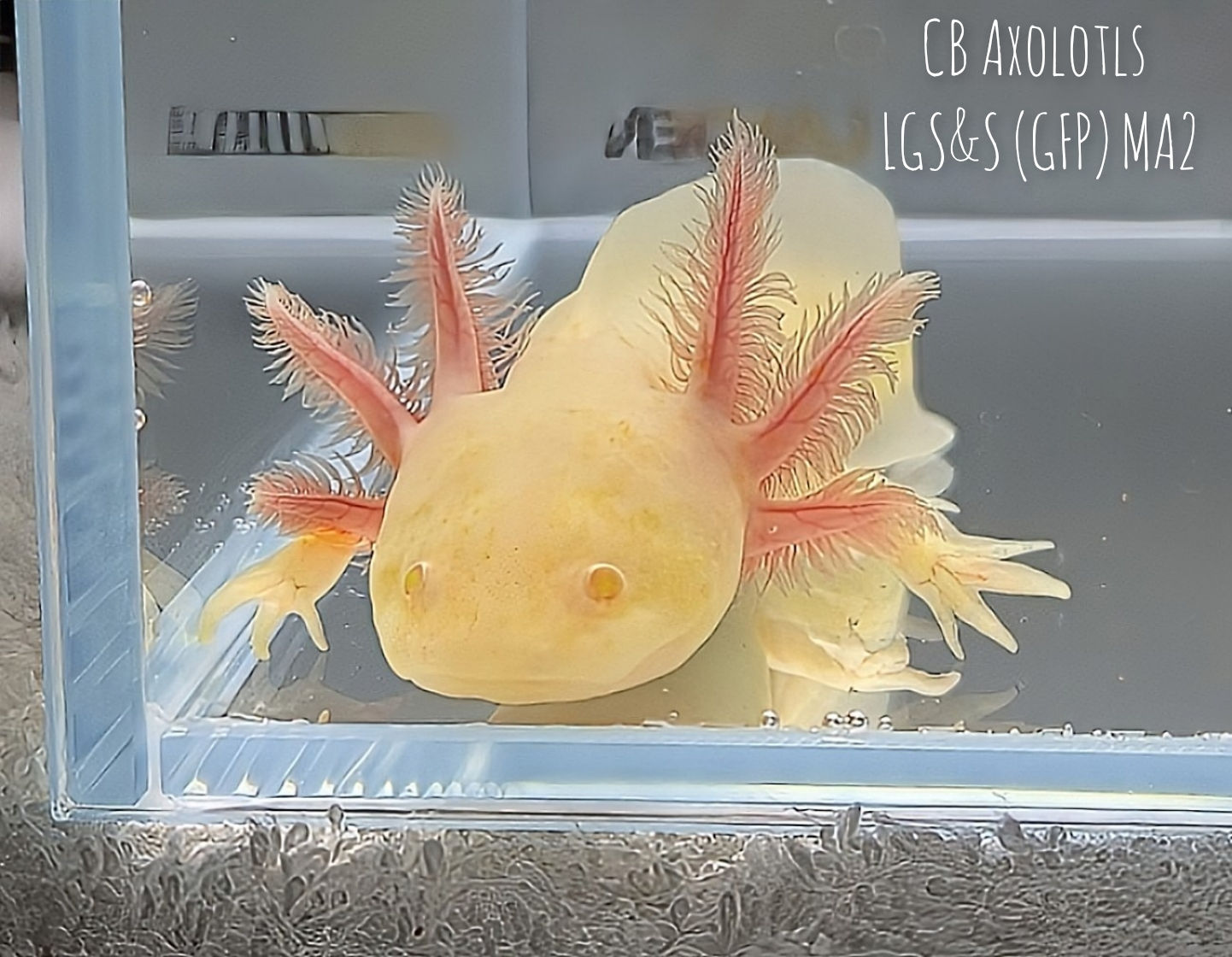 Juvenile GFP Melanoid Albino 5" (LGS&S (GFP) MA2)