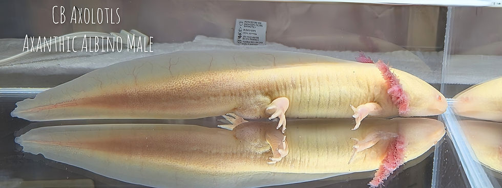 Thumbnail: Potential All-Het Axanthic Albino Male