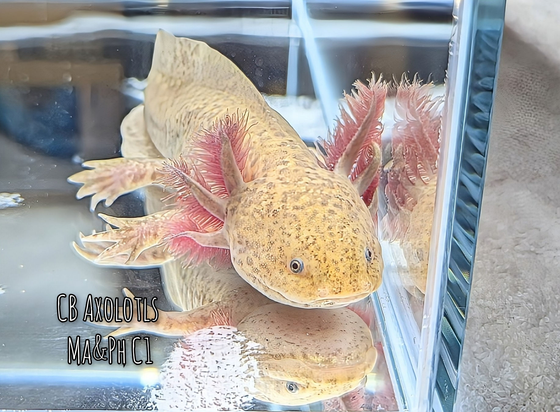 Copper sub-adult (Ma&Ph C1)