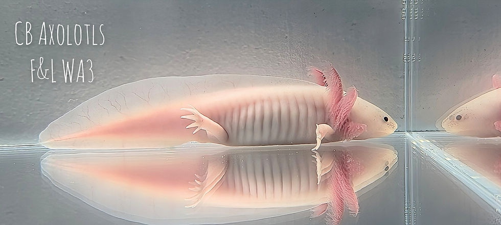 Thumbnail: Juvenile Axanthic Leucistic 6-7" (F&L WA3)