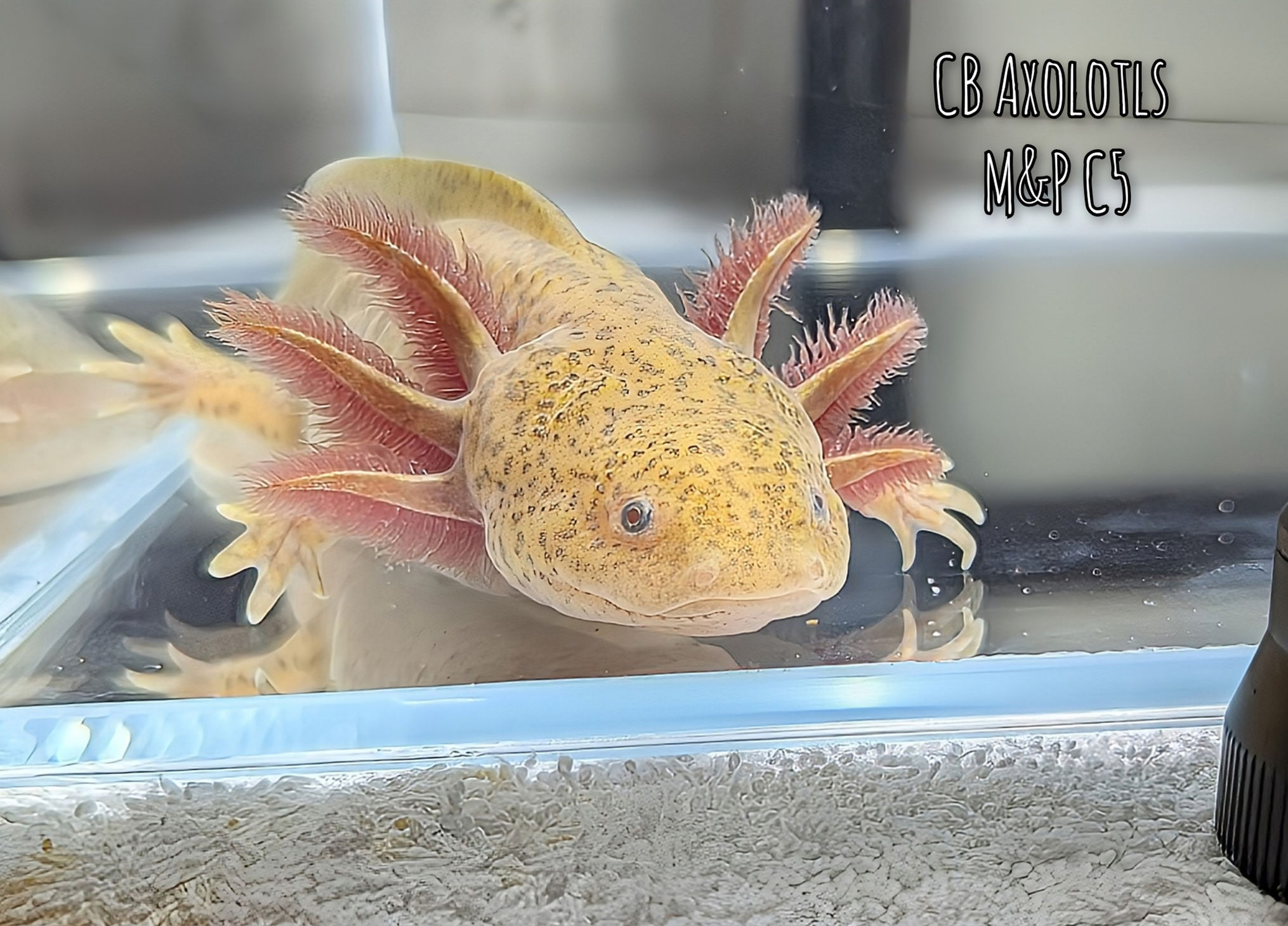 6-7" Copper Juvenile (M&P C5)