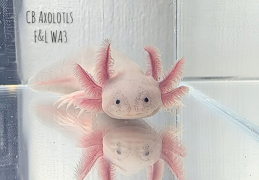 Thumbnail: Juvenile Axanthic Leucistic 6-7" (F&L WA3)