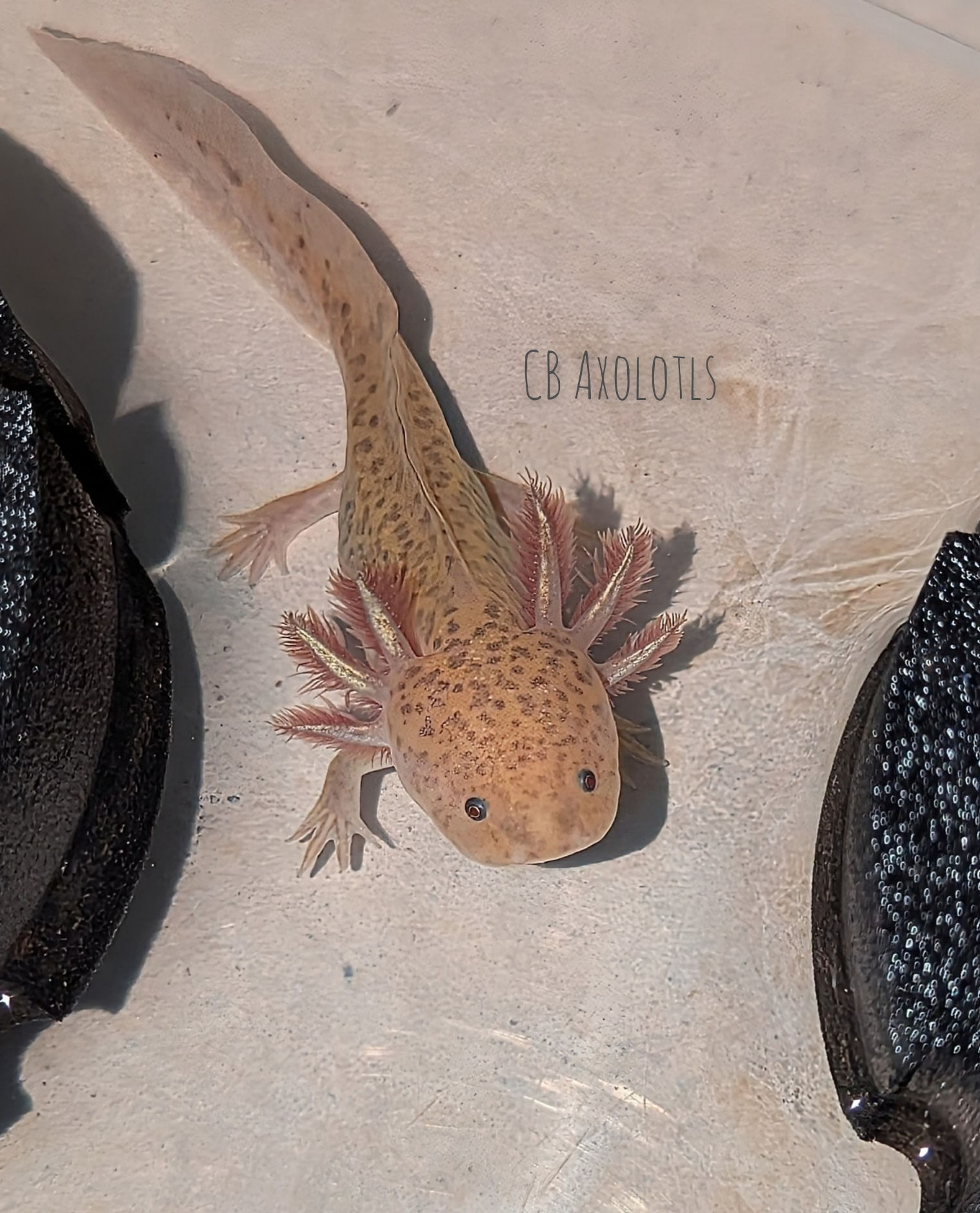 5 wholesale breeder's choice copper juveniles 5-6"