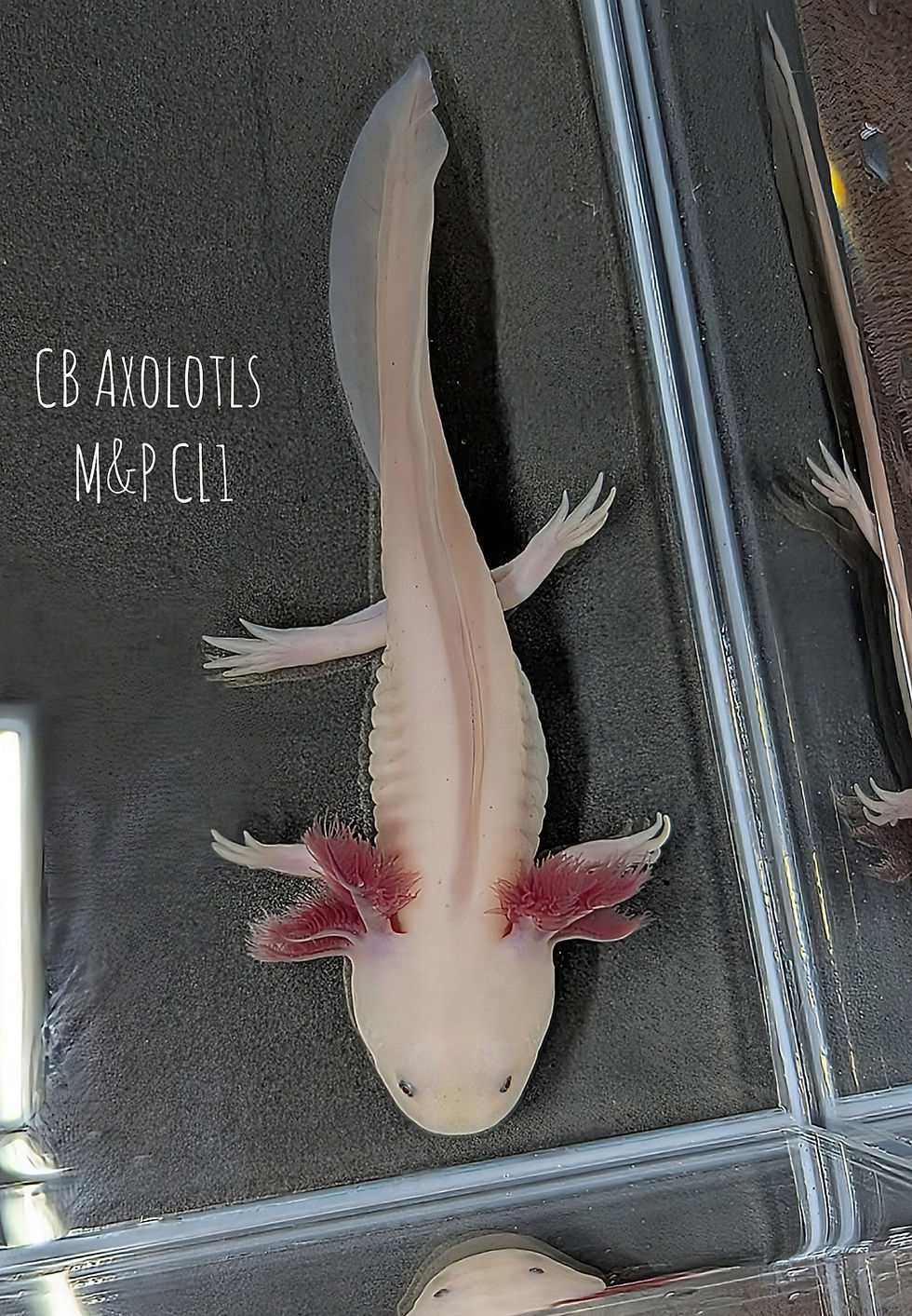 Thumbnail: M&P Copper Leucistic Juvenile 5" (CL1)