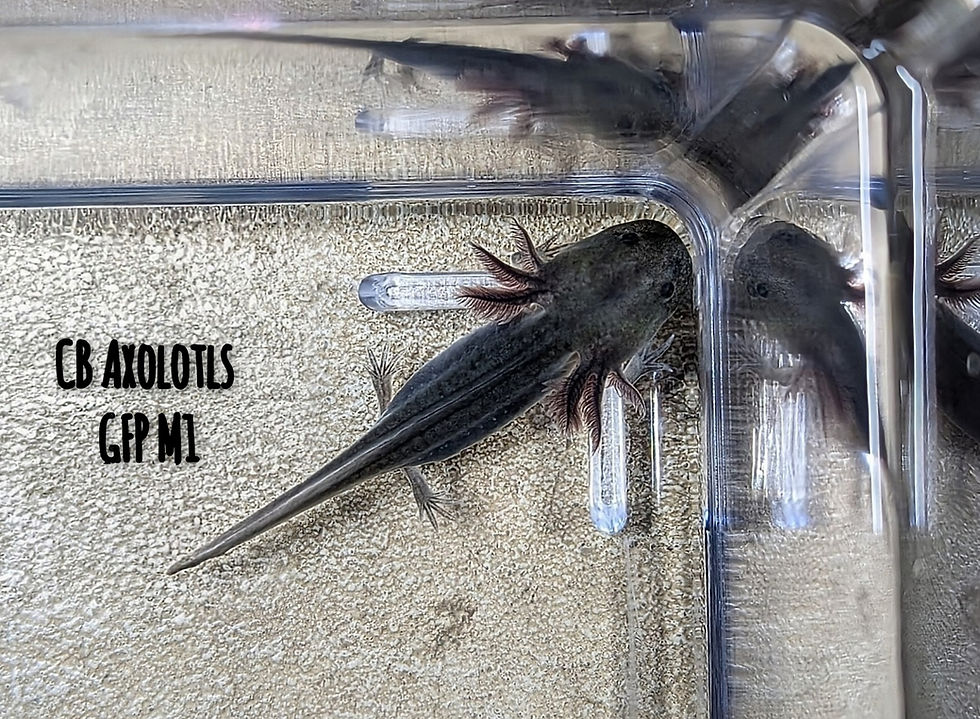 Thumbnail: GFP Melanoid Juvenile (4-5")