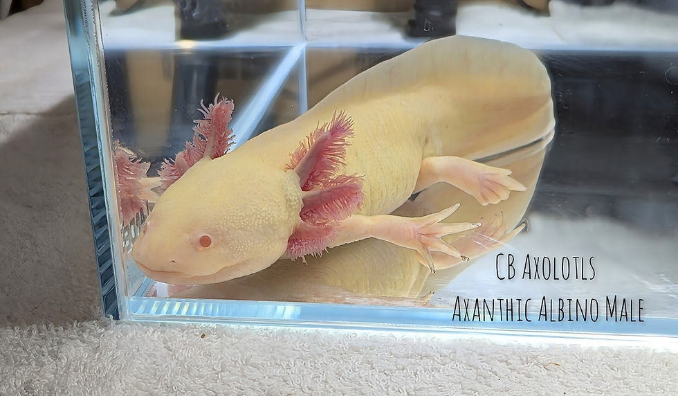 Thumbnail: Potential All-Het Axanthic Albino Male