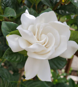 Gardenia 3