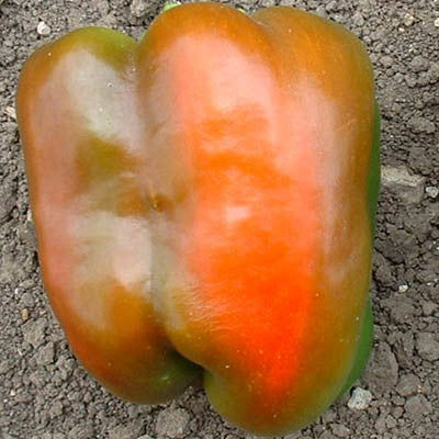 Thumbnail: California Wonder Bell Pepper Seeds