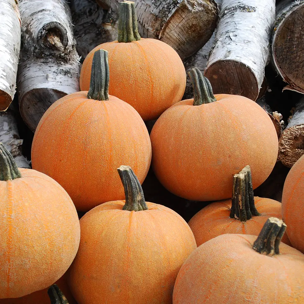 Thumbnail: Winter Luxury Pumpkin Seeds