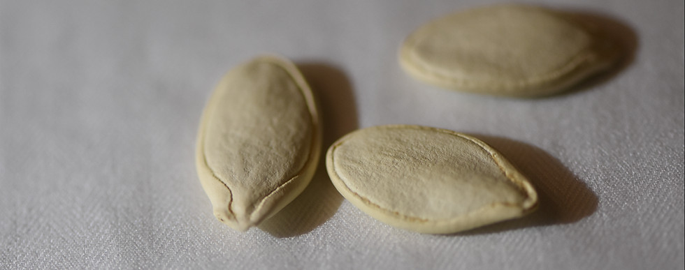 Thumbnail: Galeaux d'Eysines Squash Seeds