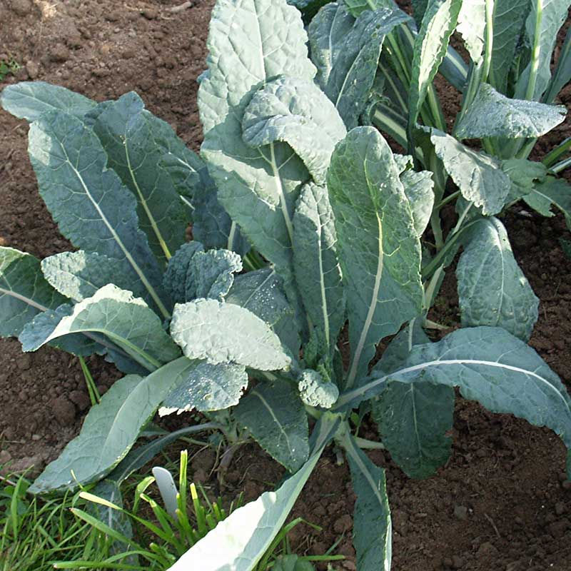 Thumbnail: Lacinato Kale Seeds