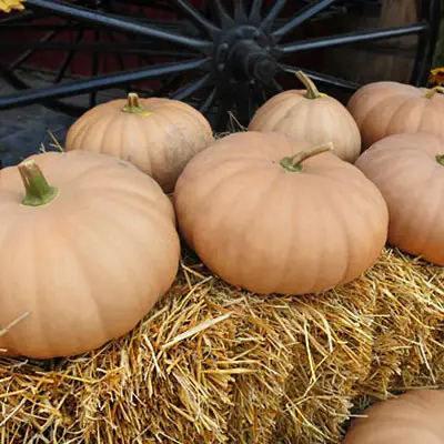 Thumbnail: Long Island Cheese Pumpkin Seeds