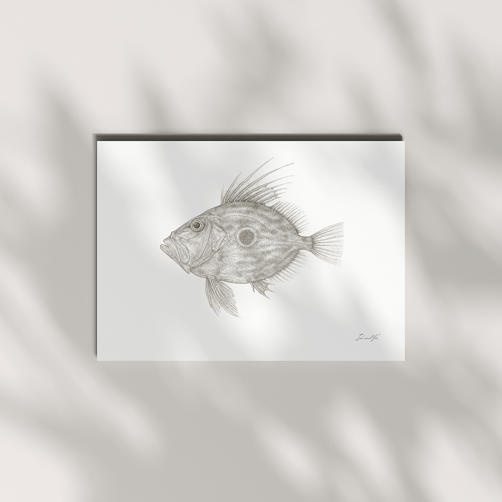 John Dory fish art print - NZ gyotaku-inspired coastal wall art