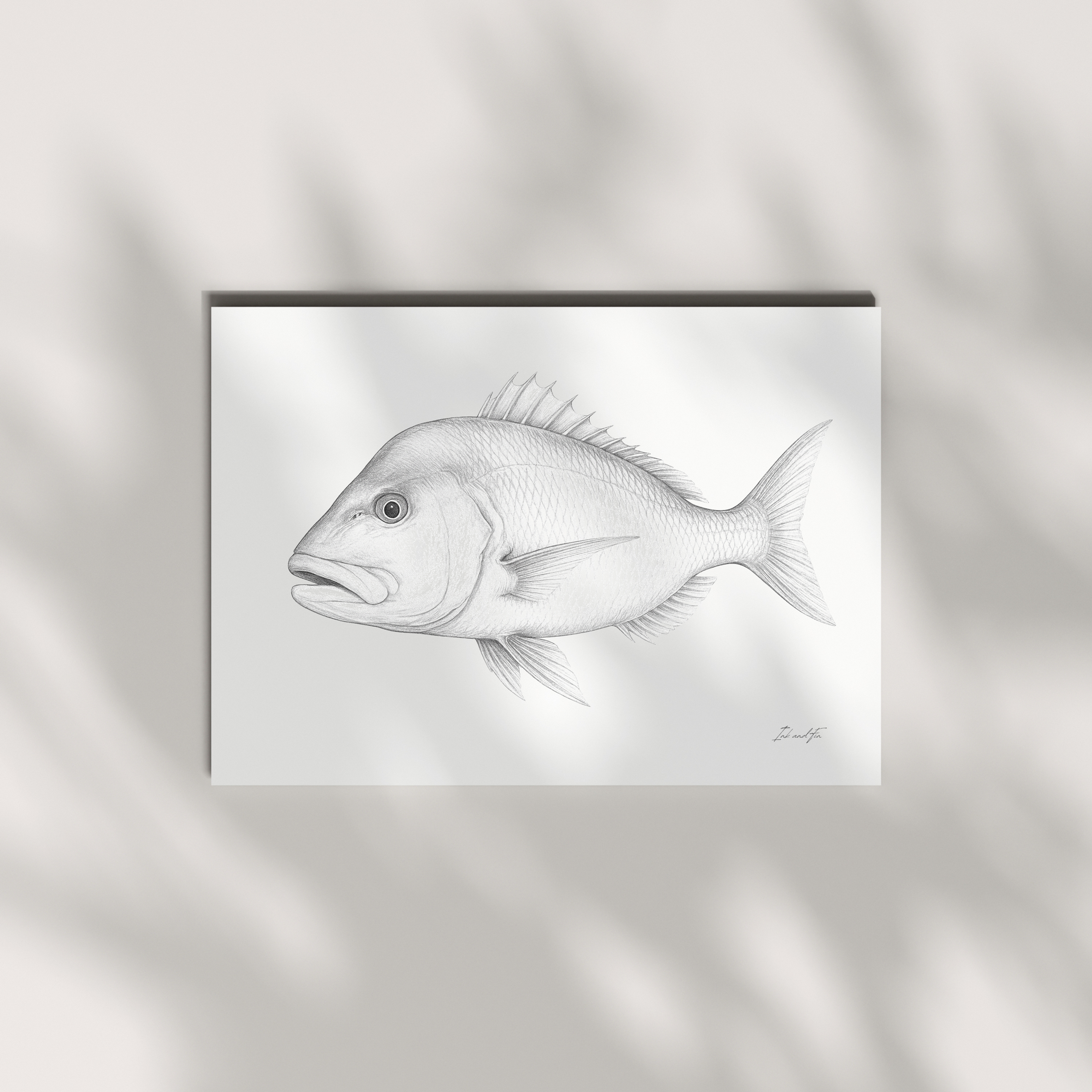 Snapper fish art print - NZ gyotaku-inspired wall art by Ink and Fin
