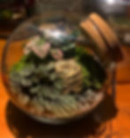 Thumbnail: Cacti Terrarium