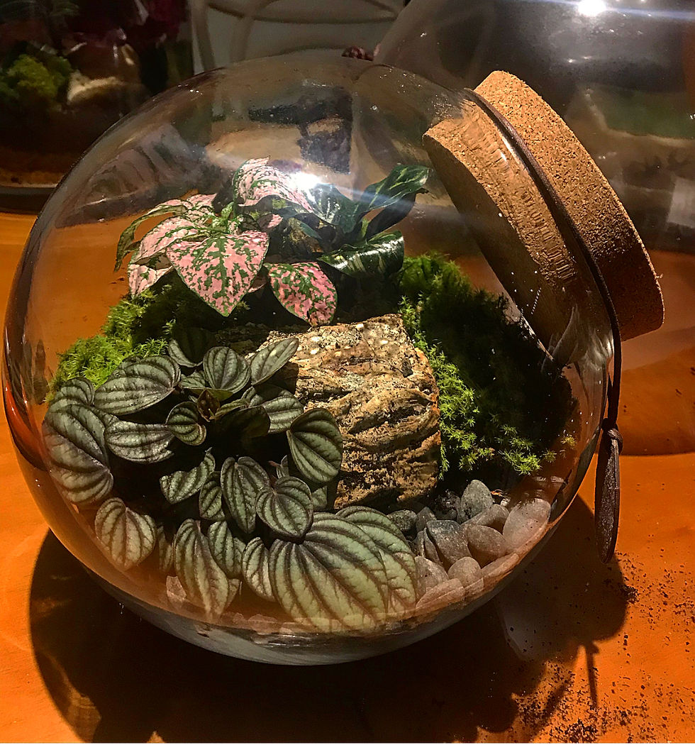 Thumbnail: Cacti Terrarium