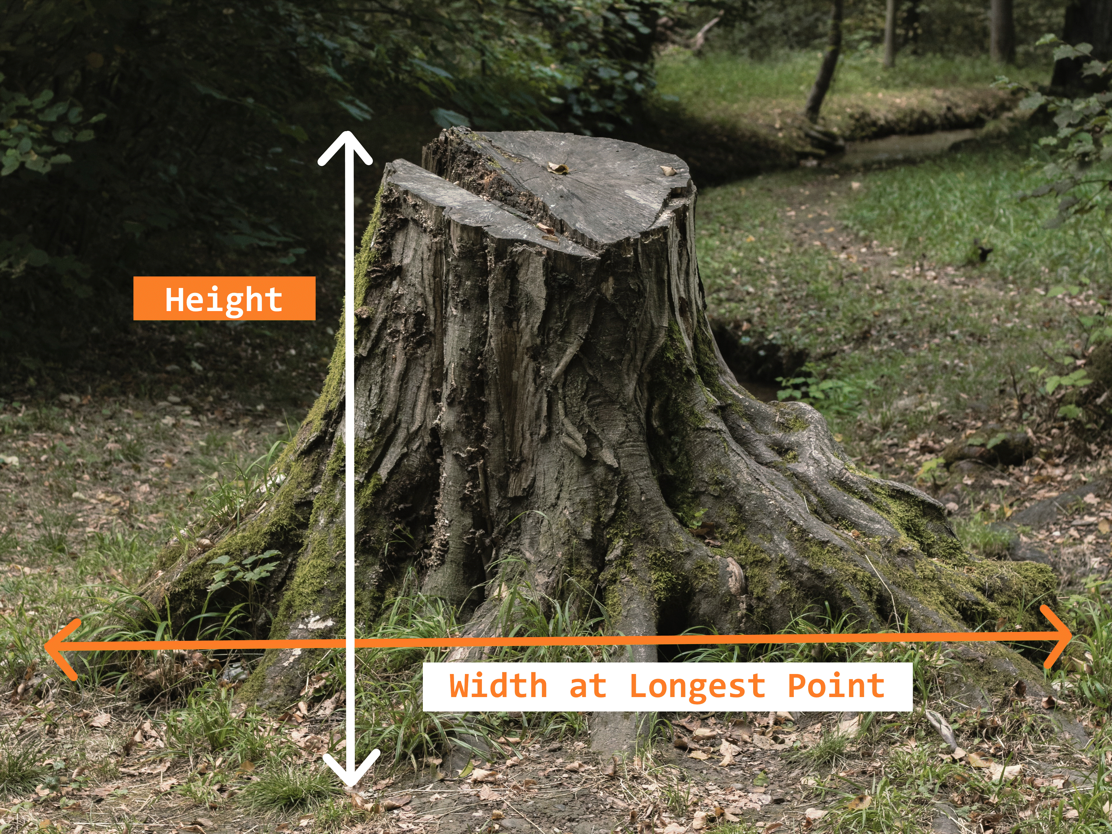 Tree truck with arrows indicating hieght and width measurements