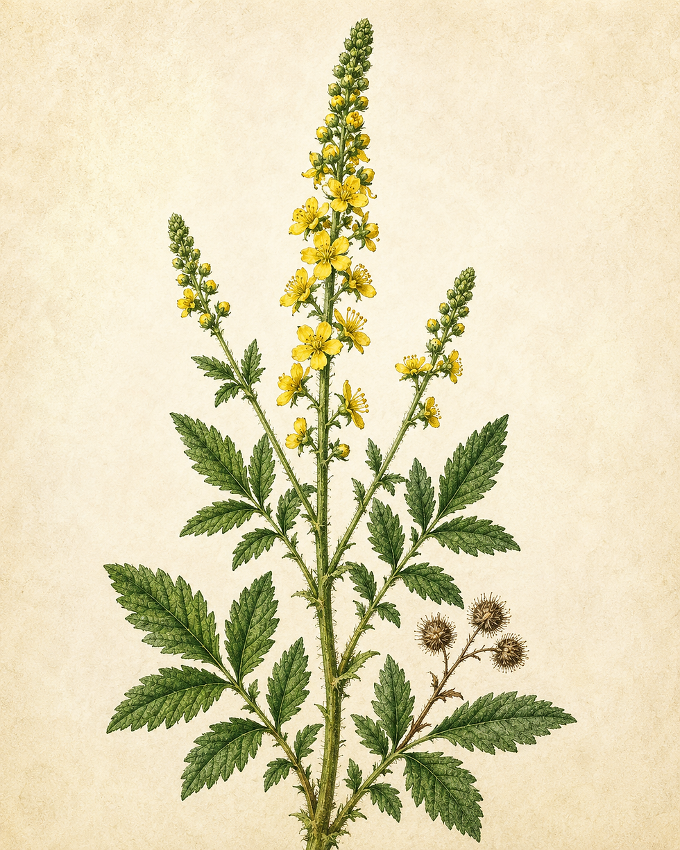 Agrimony.png