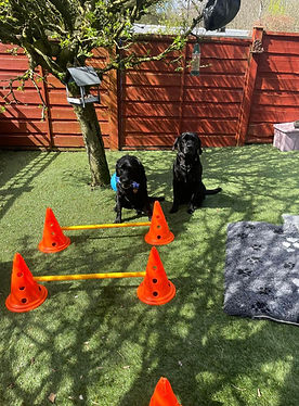 Canine Physio Exercise Precription Outdoors