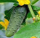 image22.png