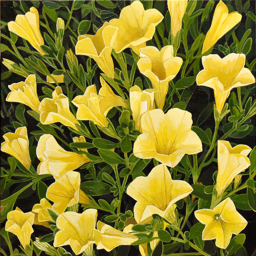 Yellow Petunias