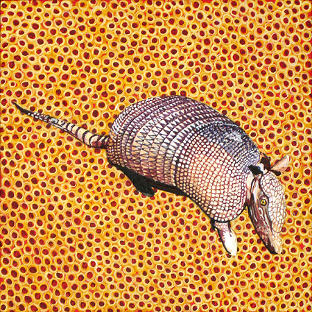 Texas Nine Banded Armadillo